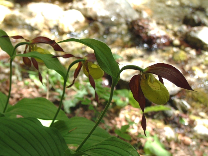 Cypripedium calceolus / Scarpetta di Venere